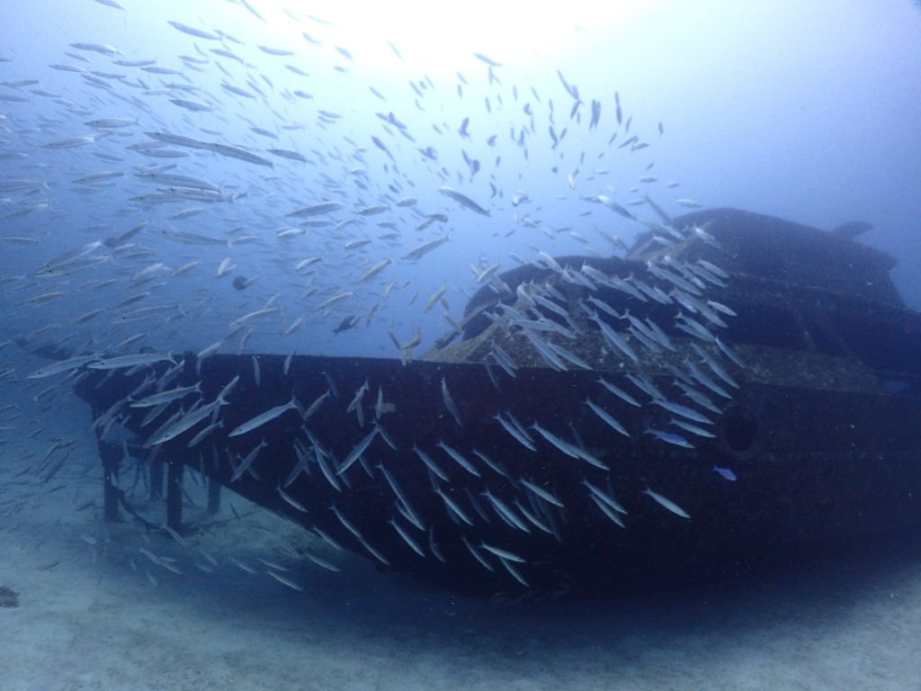ラチャヤイ島 沈船とカマス