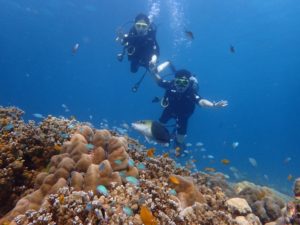 ラチャヤイ島 サンゴ礁とスズメダイ