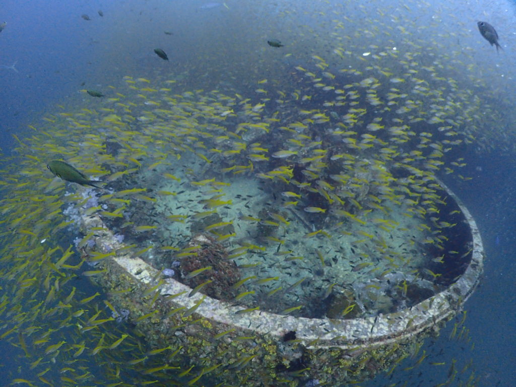 海の中に船が沈んでおり周りに黄色のキンセンフエダイが群れているのが見えます