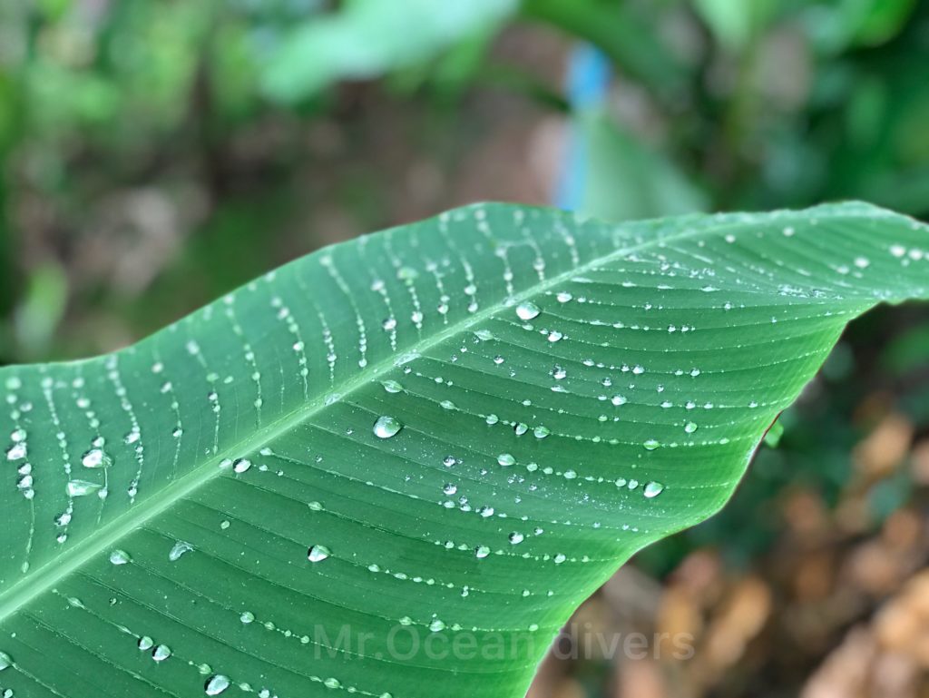 バナナの葉の上に垂れた雨の雫
