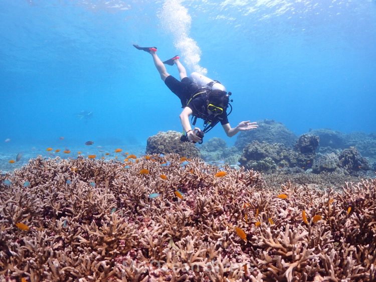 ラチャノイ島のサンゴ礁