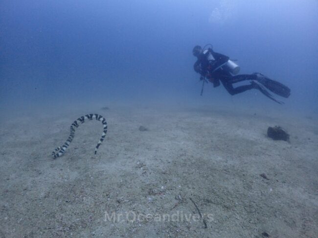 ピピ島でファンダイビング　ビダナイ　Convict sea snake