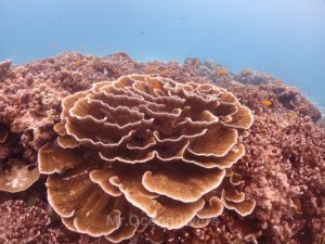 ラチャノイ島のサンゴ礁