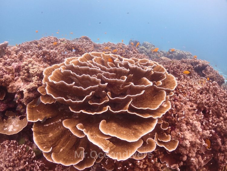 プーケットでダイビング　ラチャノイ島のサンゴ礁