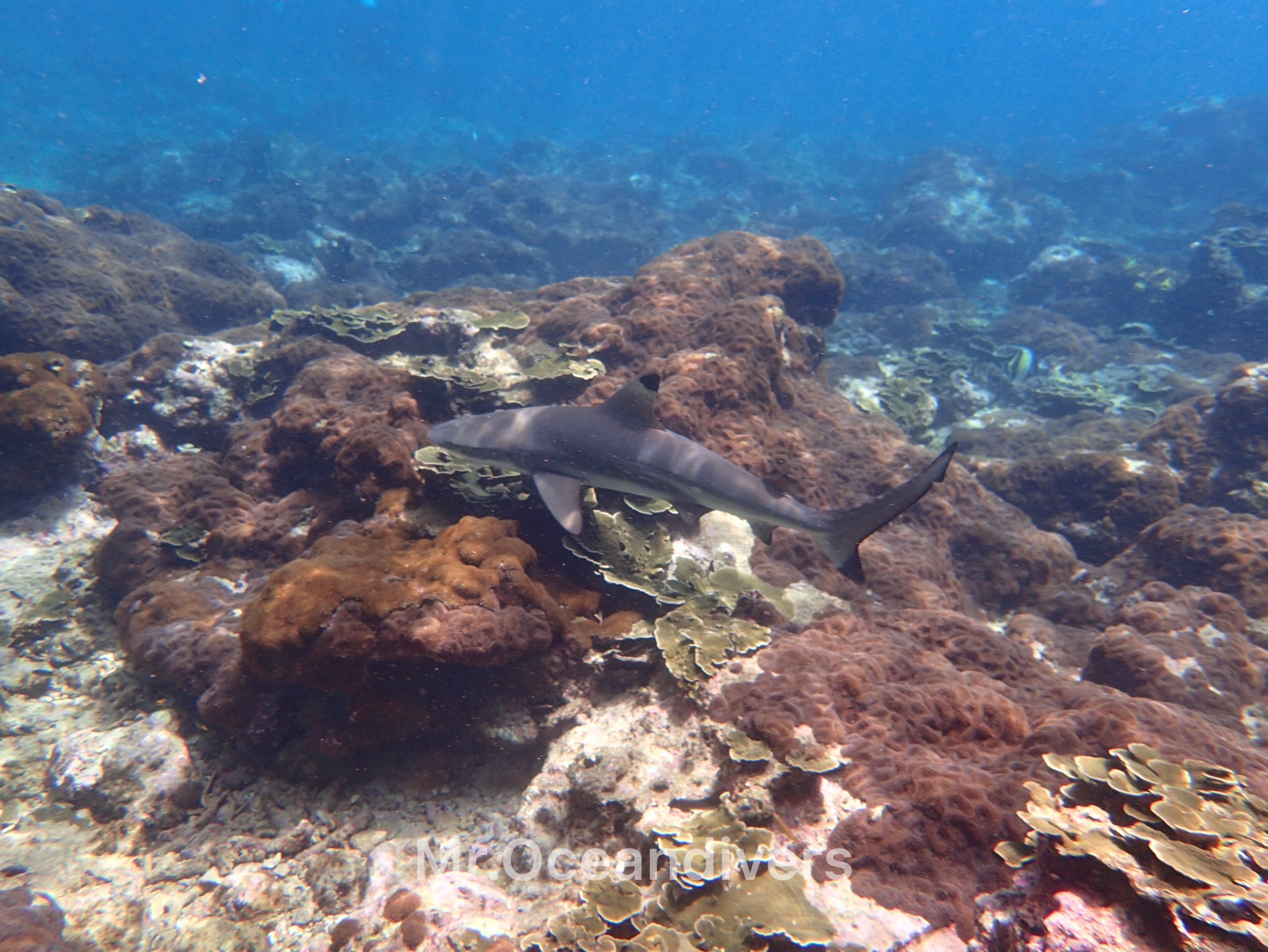 ピピ島で大満足のシャークダイビング プーケットでダイビング ミスターオーシャンダイバーズ