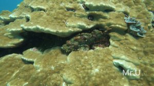 ラチャノイ島 ウルマカサゴ