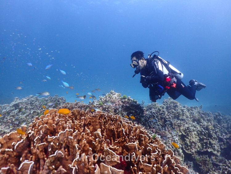 ラチャヤイ島　5mのサンゴ礁エリア