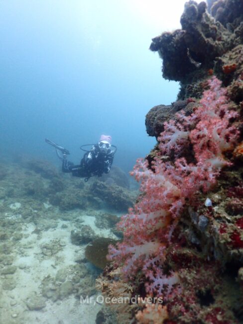プーケット、ピピ島でダイビング　ピピ島のサンゴ