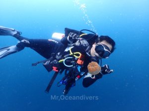 プーケットでダイビング ラチャノイ島で見たクラゲ