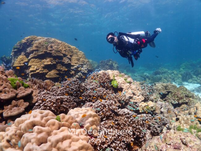 ラチャノイ島でダイビング　サンゴ礁