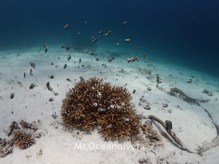 プーケットでダイビング インディアンダッシラス