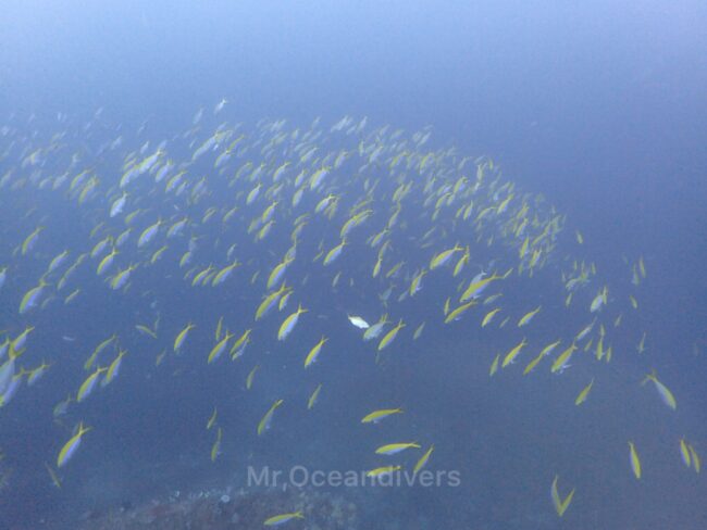 ラチャノイ島でダイビング　サウスチップ タカサゴの群れ