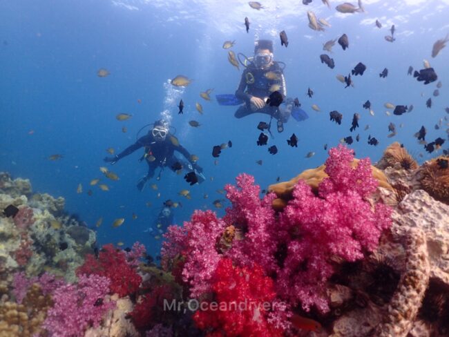 プーケットのピピ島でダイビング　サンゴ礁