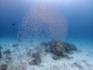 プーケットのラチャノイ島でダイビング 小魚