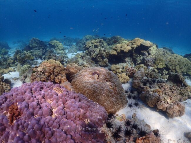 ラチャノイ島でダイビング　ラチャヤイ島のサンゴ
