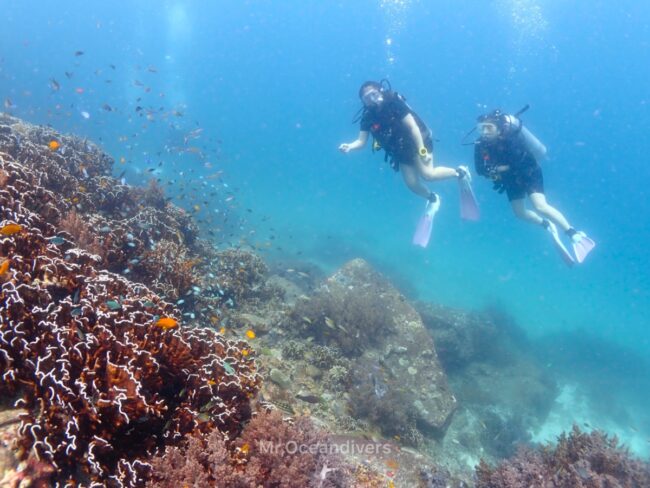 ラチャノイ島でダイビング　サンゴ礁を眺めるダイバー