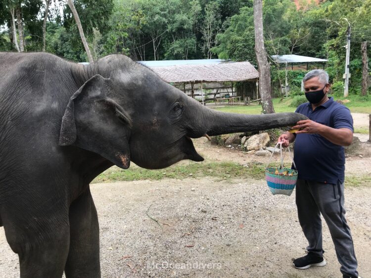 プーケットの象の施設へ餌の寄付