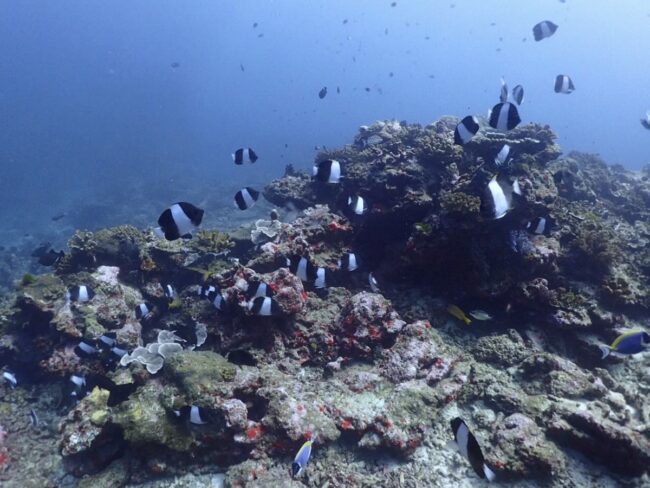 プーケットのお魚 ブラックピラミッドバタフライフィッシュ