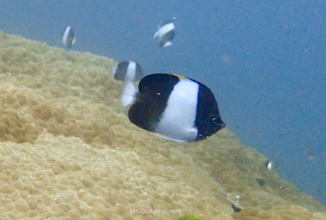 プーケットのお魚 ブラックピラミッドバタフライフィッシュ