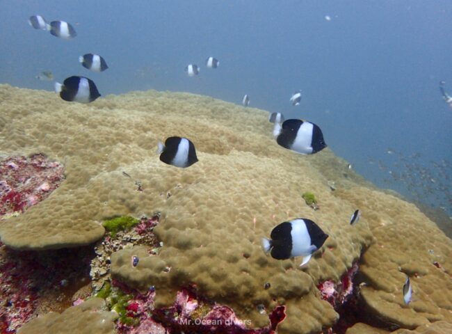 プーケットのお魚　ブラックピラミッドバタフライフィッシュ