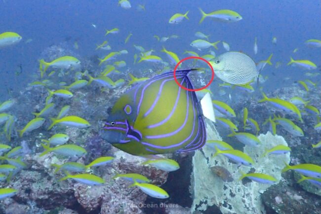 プーケットのお魚　ワヌケヤッコ