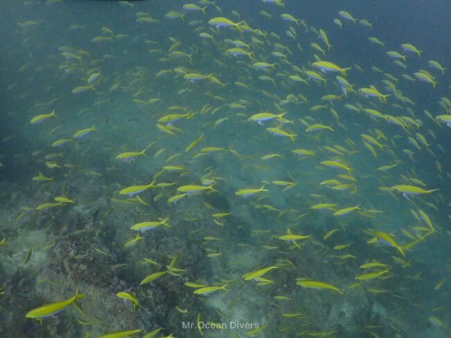 海の中に背中が黄色の魚がたくさん泳いでいます