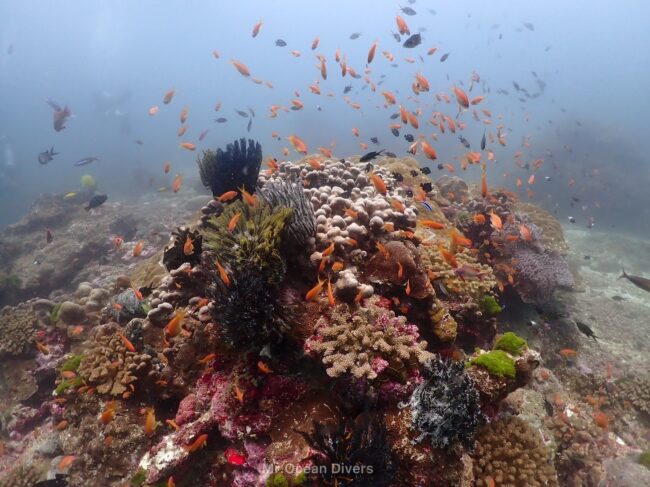 茶色のサンゴ礁の周りにはオレンジ色の魚が群れています