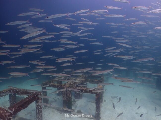 青い海の中に正方形の魚礁と細長い魚がたくさんみえます