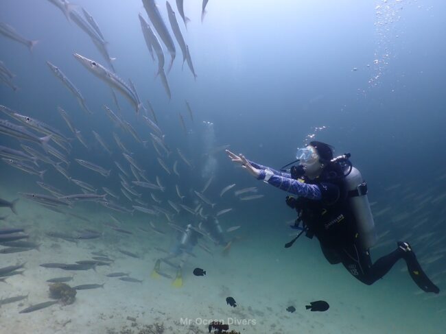 青い海の中で細長い魚の群れに向かって一人のダイバーが手を広げています