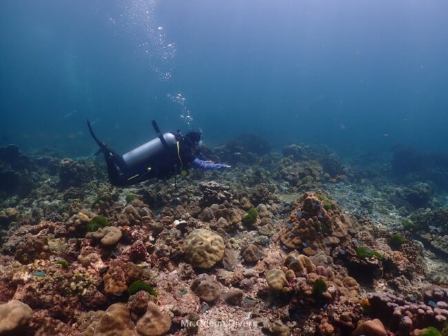 サンゴ礁の上を泳いでいるダイバー