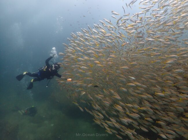 黄色の魚の群れの中にダイバーが囲まれています