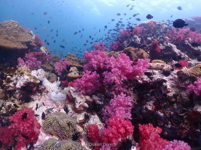 ピンクと赤色のサンゴ礁が咲き乱れています