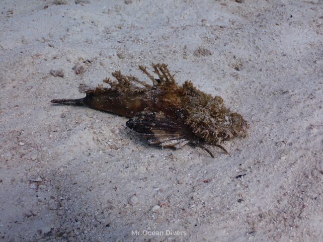 砂の上に茶色の背鰭と足を持ったカサゴがいます