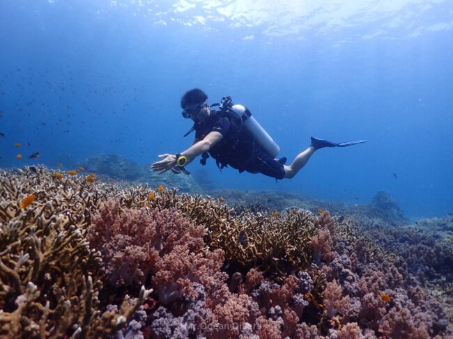 サンゴ礁の上を泳ぐ一人のダイバーが小魚に向かって手を上しています