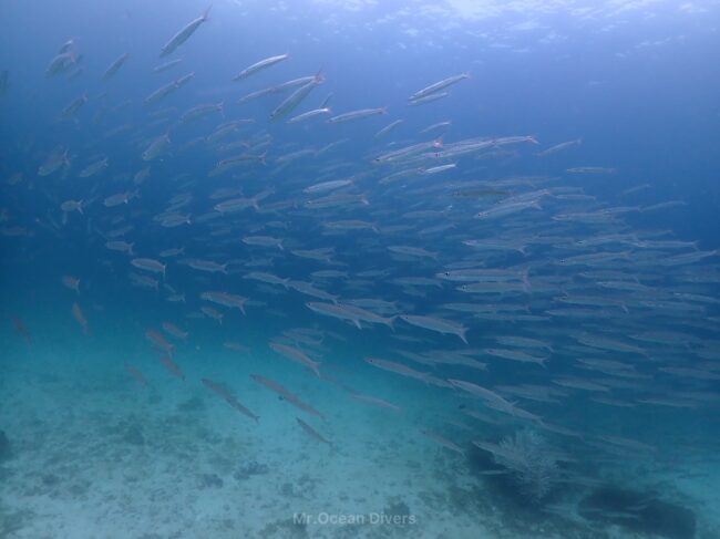 海の中に200匹くらいで群れているタイワンカマス。