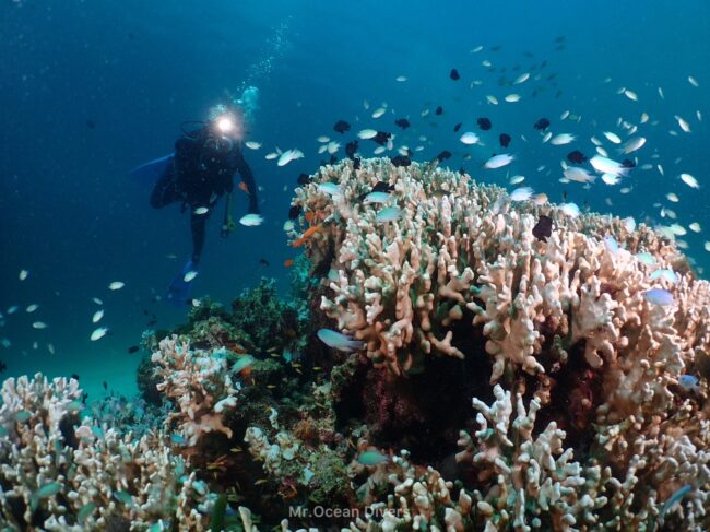 青い海の中に一人のダイバーのライトの光とその手前にはサンゴと小さな魚の群れが見えます。