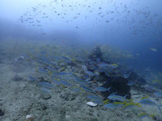 奥に黄色の魚、手前には青色の魚の群れが見えます。