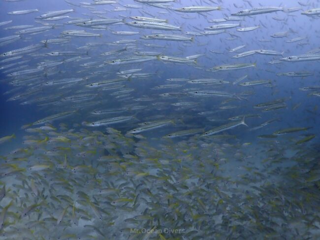 海の中に細長い形のカマスと黄色のフエダイが一緒に泳いでいるのが見えます