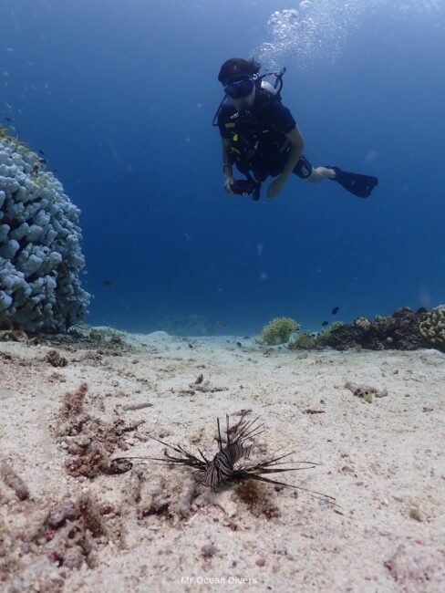 海の砂の上に花見のカサゴがいて後方には一人のダイバーがいます