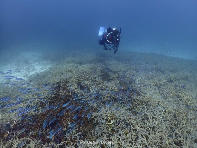 一年広がる珊瑚周りに青い魚の群れと1人のダイバーが見えます