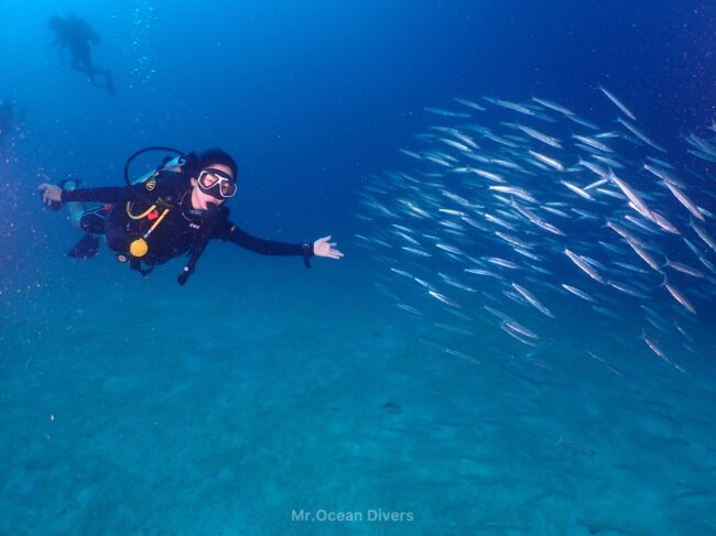 青い水の中に1人のダイバーと銀色に木かる魚が見えます