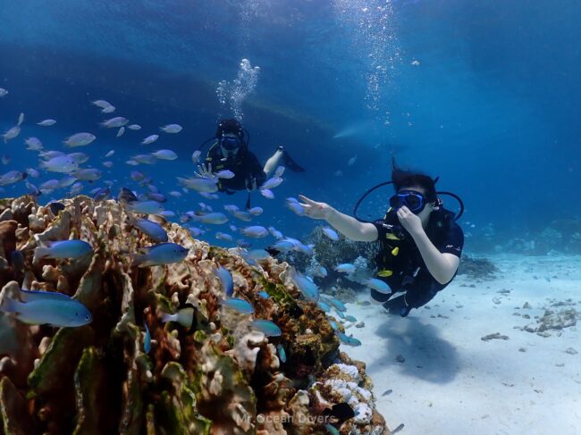 サンゴの上に群れる水色の小魚に向かって手を広げるダイバーともう1人のダイバーが見えます