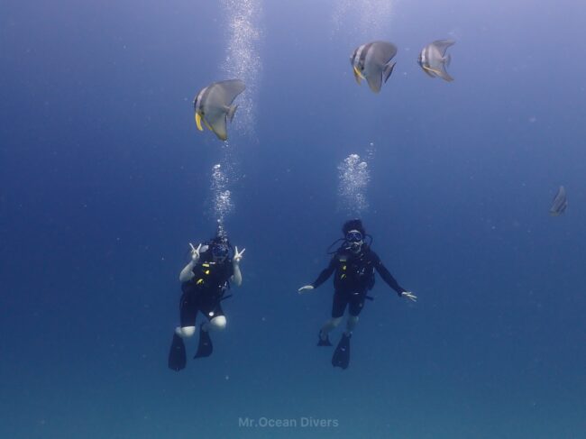 海の中を泳いでいる2人のダイバーの上に4匹の魚がいます