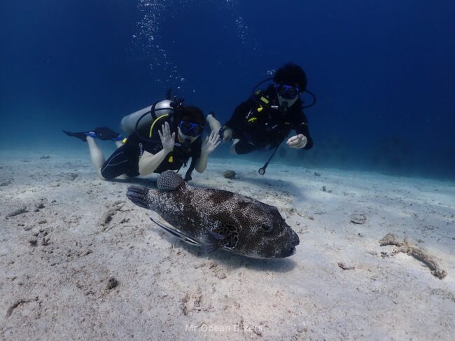 砂の上にフグが寝ており、その後ろに2人のダイバーがいます