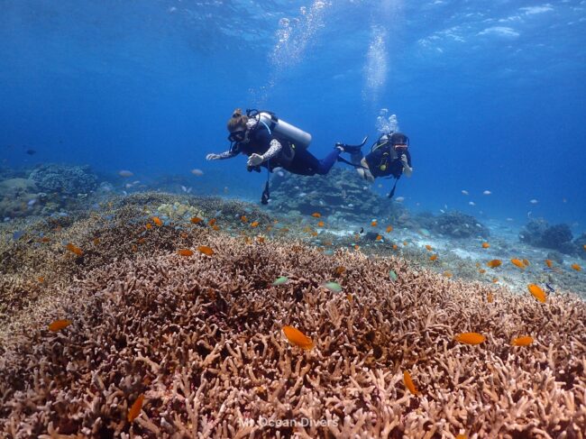 サンゴの上にオレンジ色の小魚と2人のダイバーが泳いでいるのが見えます