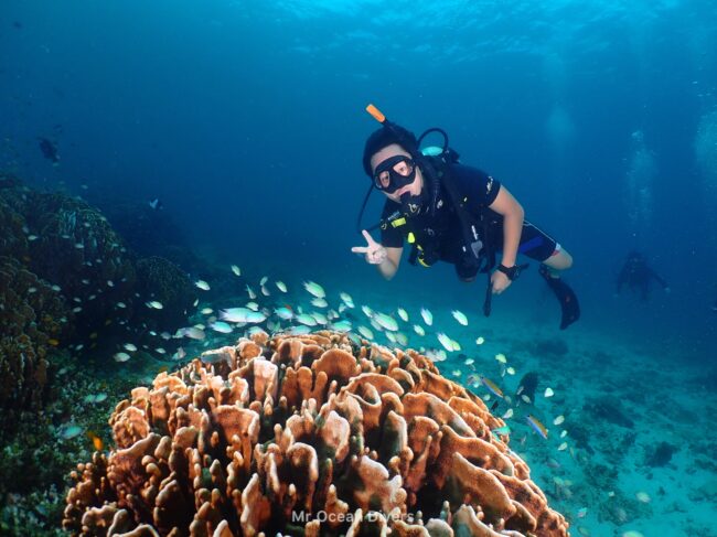 サンゴの上に水色の小魚と1人のダイバーがいます