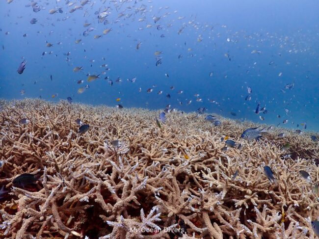 サンゴが一面に広がっており小魚がたくさん見えます