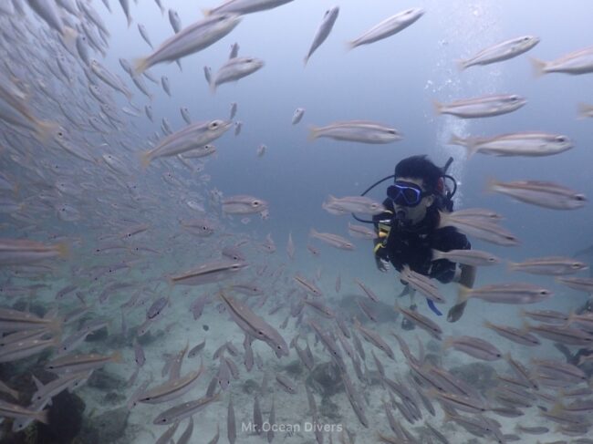 魚の群れの中に1人のダイバーが見えます