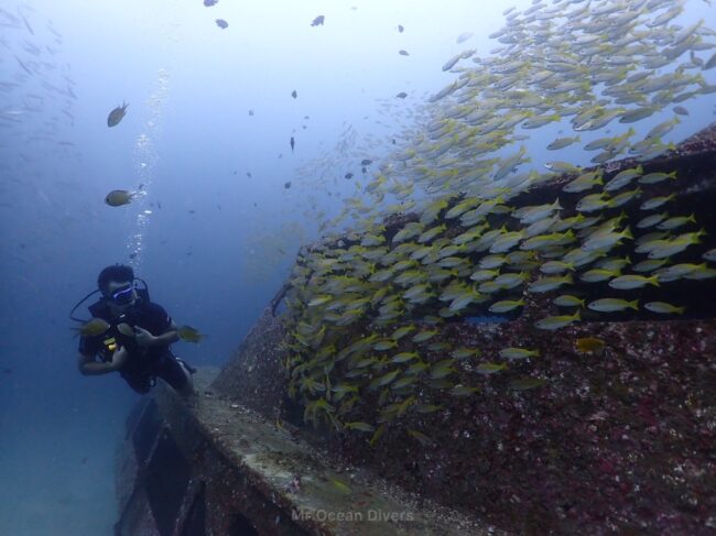 沈船の周りに黄色の魚の群れがたくさんいて1人のダイバーが見えます