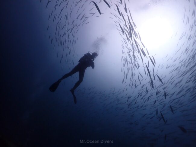 ダイバーと無数の魚が光に照らされ影となって見えます